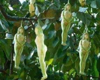 Đỏ mặt với loại cây ra quả hình phụ nữ khỏa thân gợi cảm