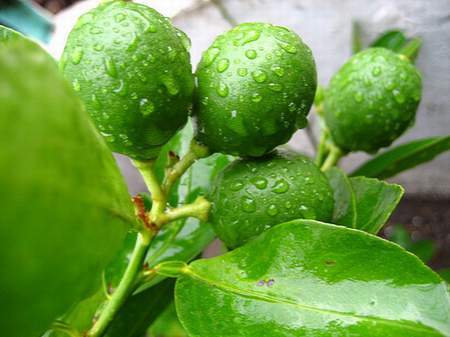 Lá chanh - tiên dược chữa bách bệnh giá siêu rẻ cho mọi nhà