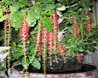 Bố trí cây xanh cân bằng âm dương cho ngôi nhà của bạn