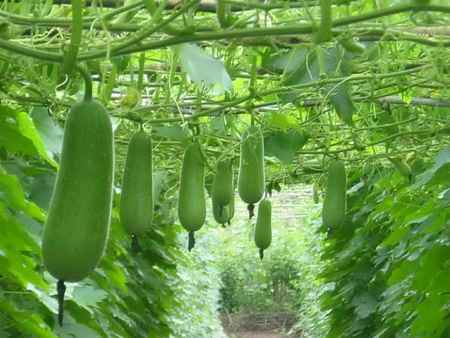 Cách giảm cân nhanh trong một tuần nhờ bầu luộc và xào