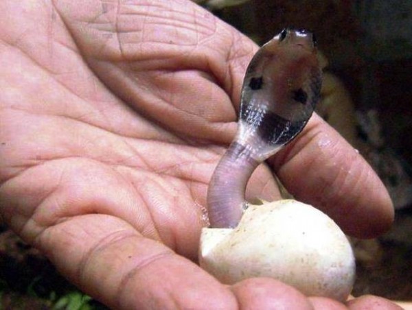 Rắn hổ mang trong hình hài sơ sinh.