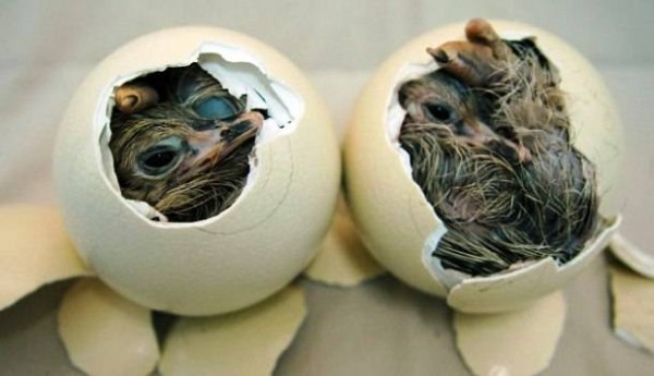 Đà điểu khi mới sinh nhìn như những con gà con bé xinh.