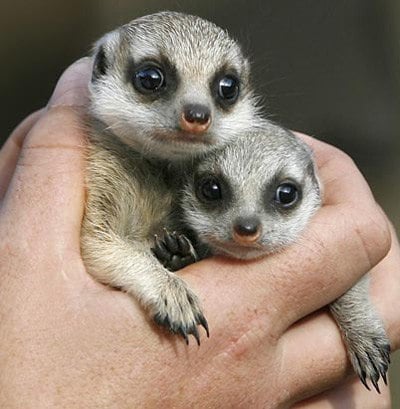 Nằm gọn trong một tay của nhân viên chăm sóc là hai chú meerkat chỉ mới 4 tháng tuổi.