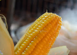 Chống ung thư hiệu quả - chị em phụ nữ ăn ngô hàng ngày sẽ giúp nguy cơ bị ung thư vú hiệu quả. Lý do là trong bắp ngô có chứa hàm lượng cao chất xơ cũng như chất chống oxi hóa, giúp bảo vệ tế bào khỏi bị ung thư.