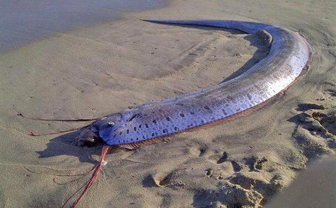 Kinh hãi phát hiện quái thú kỳ dị trôi vào bờ biển