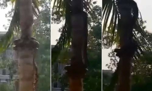 Rợn người xem clip trăn khổng lồ leo cây cau