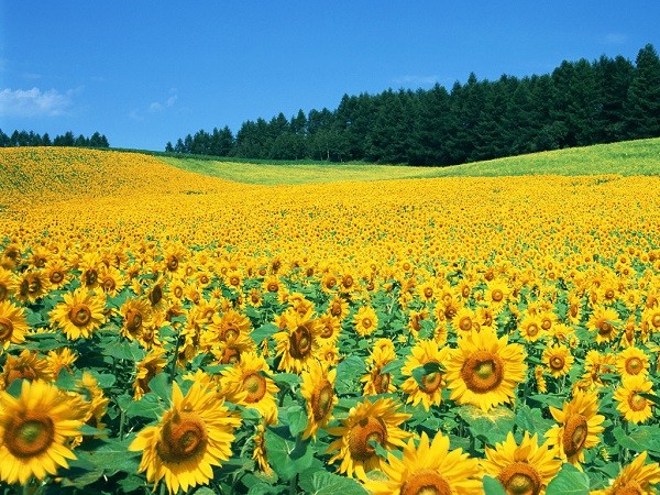 Cánh đồng hoa hướng dương ở Tuscany, Ý.