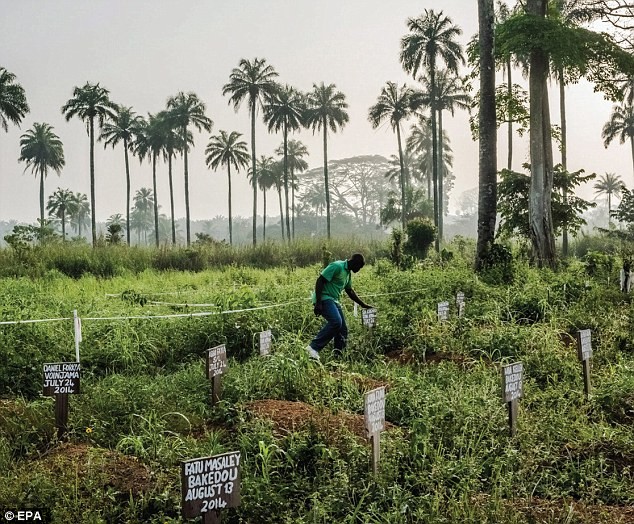 Mộ của những nạn nhân chết vì Ebola tại Liberia. Đây là 1 tác phẩm khác của Daniel Berehulak.