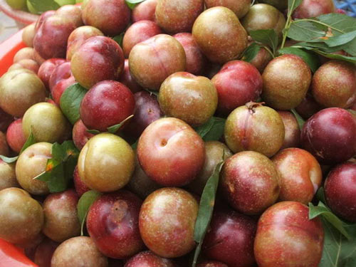 Tuy nhiên, không nên lạm dụng ăn quá nhiều loại quả này bởi mận có tính nóng, ăn nhiều sẽ khiến Sh88bet đăng ký miễn phí bị nóng trong có thể gây phát ban, mụn nhọt, nhất là đối với những người cơ địa có tính nhiệt.
