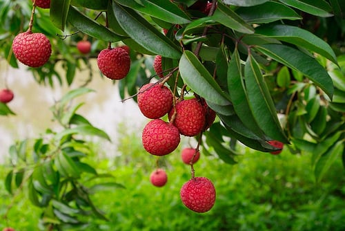 Nhưng đối với những người dễ nhiễm cảm, có đờm, lên thủy đậu thì vải lại trở thành độc dược không nên ăn. Bởi nó sẽ làm bệnh nặng hơn và có thể gây nên những biến chứng.