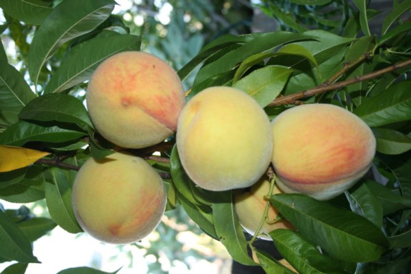 Quả đào - có hàm lượng sắt rất phong phú, ngoài ra còn có protein, đường, kẽm, pectin… thích hợp với người bị bệnh thiếu máu. Pectin trong đào có lợi cho đường ruột nên ăn đào có thể phòng tránh táo bón.
