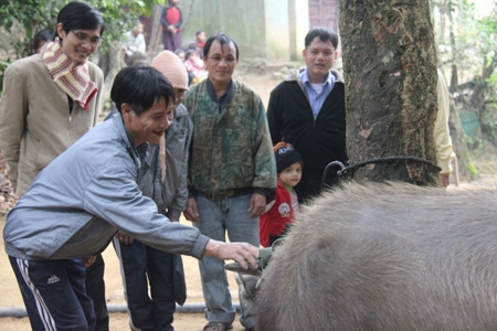 Người rừng Lang tỏ ra khá thích thú với con trâu.