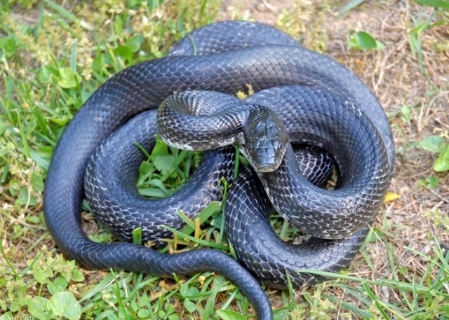 Nhiều người vẫn ghê rợn khi nhìn thấy loài răn ăn thịt các loại động vật, tuy nhiên, ít ai biết được rằng có một loài ăn chuyên tự ăn thịt chính mình.