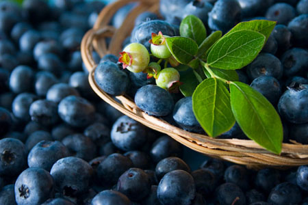 Hàm lượng anthocyanin trong quả việt quất được biết có thể ngăn chặn tất cả các loại ung thư. Hơn nữa, loại quả này có chứa axit ellagic và anthocyanin, hai hợp chất chống ung thư hiệu quả.