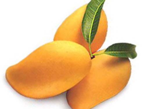 Xoài chín - có tác dụng chống ung thư đại tràng và ung thư vú hiệu quả.