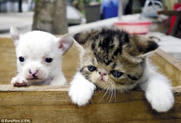 Kỳ lạ mèo sinh ra chó Chihuahua gây xôn xao