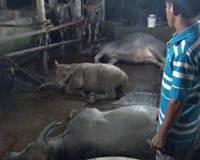Kinh hãi nhiều cơ sở bơm nước vào trâu bò trước khi giết mổ