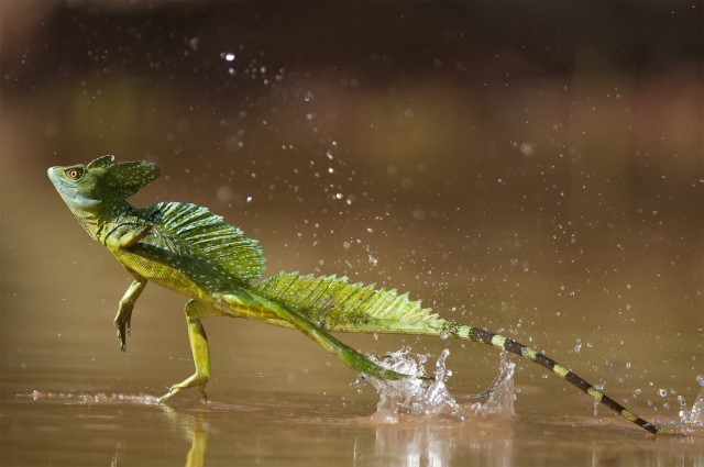Thằn lằn Basilisk cũng có một khả năng chạy vô cùng đặc biệt trên mặt nước. Các màng giữa những ngón chân giúp nâng đỡ chúng trên mặt nước.
