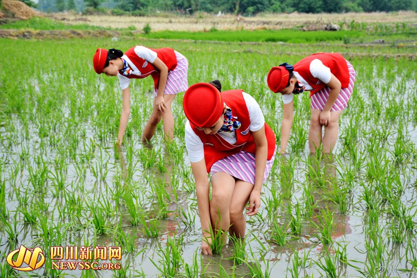 Trong bộ Shbet999 com đăng nhập riêng dành cho mình, họ nổi bật giữa cánh đồng bạt ngàn.