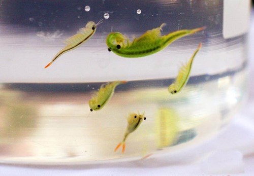Cận cảnh loài động vật thời cổ đại hiếm thấy vừa được phát hiện