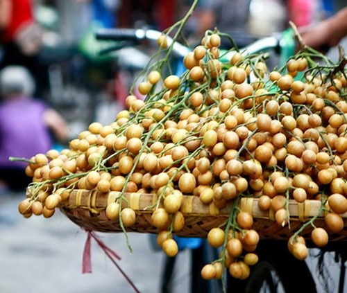 Tất cả bộ phận của quất hồng bì đều có thể làm thuốc chữa bệnh