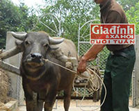 Kỳ lạ: Dị nhân có biệt tài “nói chuyện” với trâu, bò