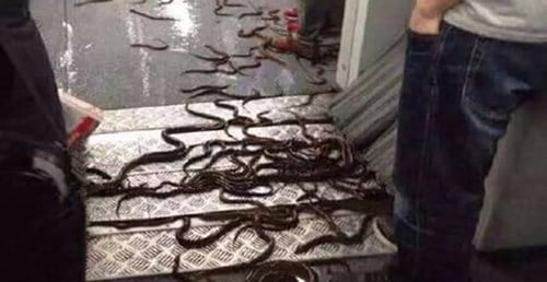 Kinh hãi lươn bò lúc nhúc khắp tàu điện ngầm