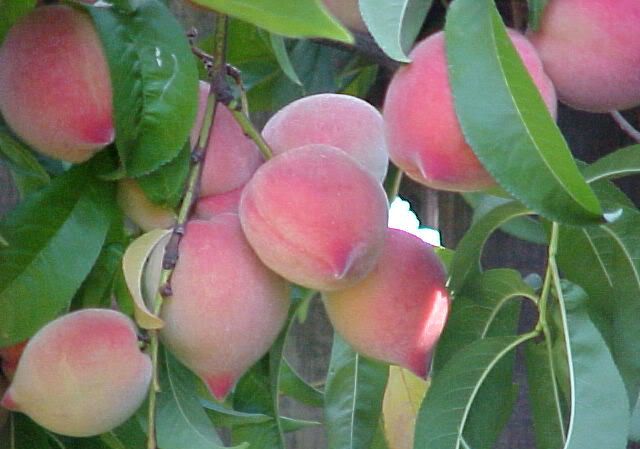 Quả đào chữa rối loạn kinh nguyệt rất hiệu quả