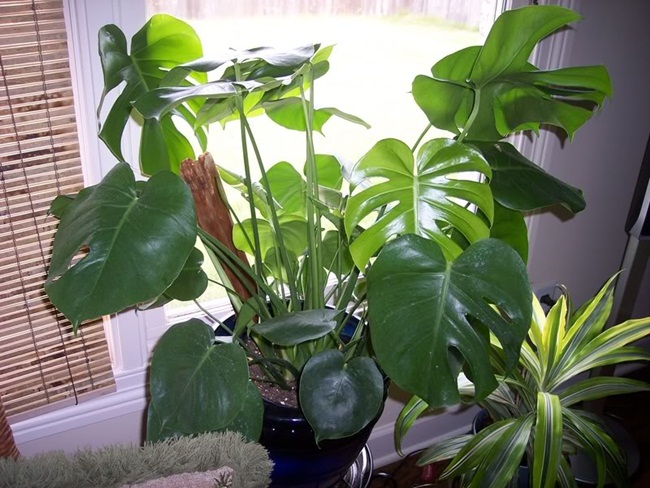 14 cách diệt trừ côn trùng gây hại cho cây trồng trong nhà
