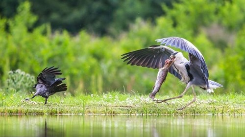 Bầy quạ tinh ranh “đánh hội đồng” cướp cá trong miệng diệc trắng