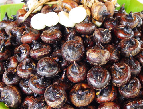Lợi ích vàng từ củ mã thầy nhà nhà nên biết