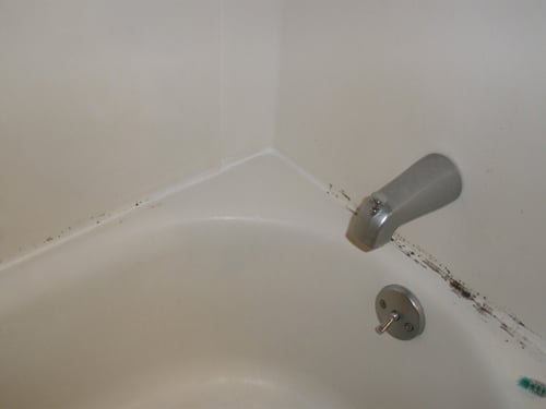 Tẩy sạch nấm mốc đến tận gốc nhờ lõi băng vệ sinh