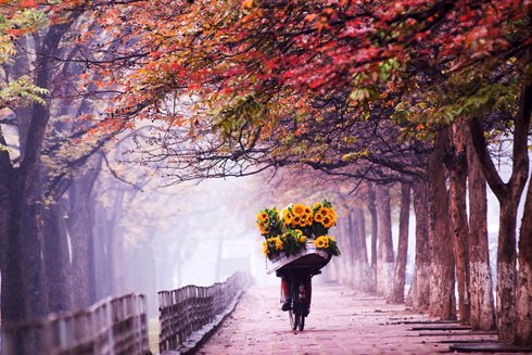 Mùa thu thì ở đâu cũng có, nhưng thu Hà Nội (Việt Nam) vẫn cứ đẹp đến nao lòng. Trong bầu không khí trong lành, bước trên những con đường có lá vàng rơi, hàng cây nhuộm nên một màu vàng rực rỡ, đâu đó có làn gió se lạnh thổi qua, ta bắt gặp mùi hương của hoa sữa.