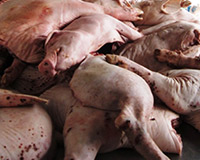 Phát hiện thêm 1 loại chất cấm mới trong chăn nuôi gây ung thư