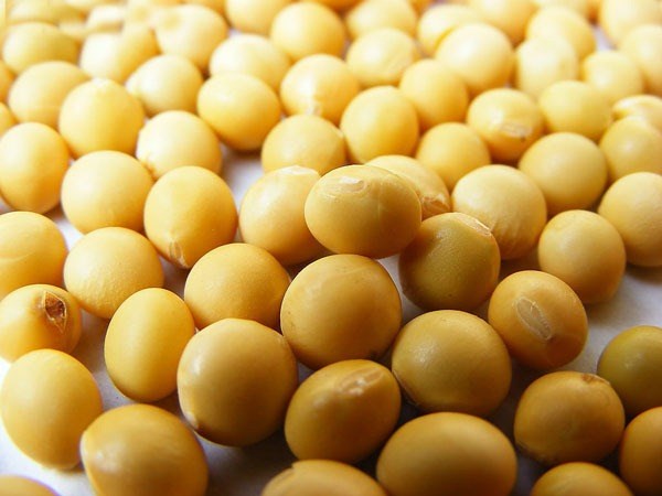 Đậu nành còn được biết đến như chất ức chế không để cho các tế bào ung thư có cơ hội xâm nhập vào Sh88bet đăng ký miễn phí người. Đậu nành cũng chứa isoflavones – một chất chống ung thư vú.