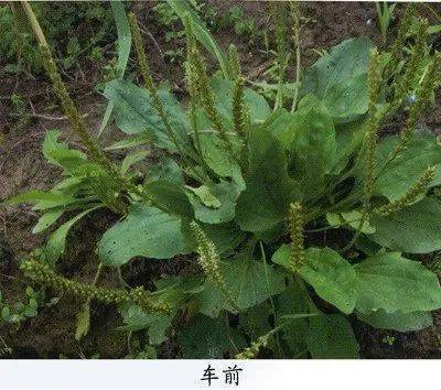 Hoa hậu Thu Thảo khoe vẻ đẹp mong manh, gợi cảm với váy lụa in hoa xanh trắng nhã nhặn, duyên dáng.