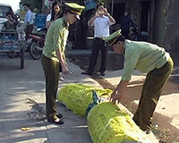 Bắt, tiêu hủy hơn 600kg nội tạng thối
