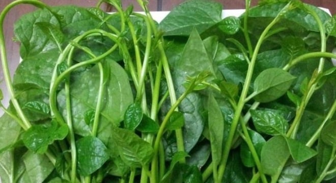 Mẹo nhận biết rau mồng tơi, rau cải