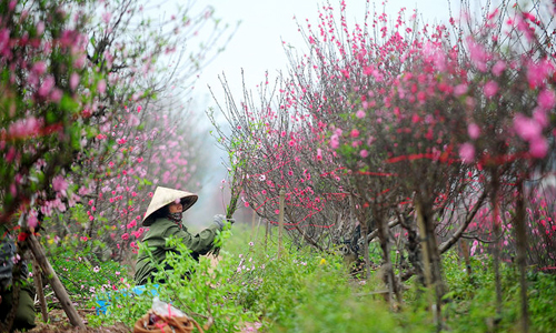 Lịch nghỉ Tết Dương lịch, Tết Nguyên đán 2016