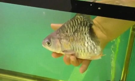 Cận cảnh chú cá mất nửa Sh88bet đăng ký miễn phí vẫn bơi tung tăng,sống bình thường