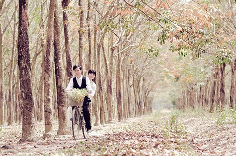 Những năm gần đây, cao su được trồng khá nhiều, từ miền Đông Nam Bộ cho tới Tây Nguyên, nhưng để có thể tham quan và chụp ảnh, nhất là chụp ảnh cưới, thì vẫn nên đến miền Đông Nam Bộ.
