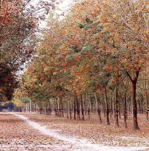 Trên mặt đất là những lớp lá vàng rụng. Mùa cuối năm luôn có những cơn gió, và mỗi khi có gió thổi, lá trên cây lại rơi rụng lả tả, lá dưới đất cũng theo gió cuốn bay.