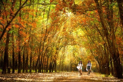 Mùa này, nếu đi sớm và may mắn, bạn sẽ gặp những cảnh người công nhân dùng máy thổi, thổi những lớp lá dày sát gốc cây ra những khoảng trống an toàn để đốt. Khói từ lá xuyên qua nắng cùng các hàng cây sẽ tạo ra các vệt nắng lung linh.