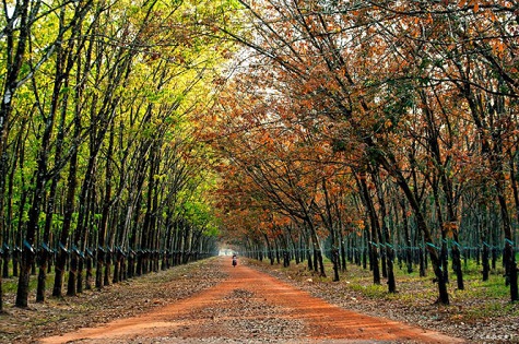 Bức tranh sơn mài có màu sắc rất đỗi rực rỡ, cũng rất hài hòa.