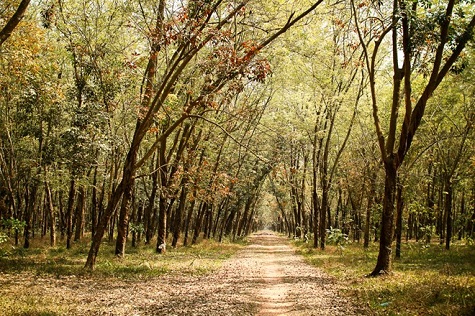 Những tia nắng sớm chiếu qua tán lá, tạo thành vệt sáng lung linh bắt mắt.