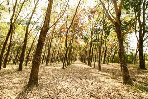 Lối đi ngập đầy lá vàng rơi, trên cành là lá đỏ, lá vàng, lá xanh chen lẫn tạo thành bức tranh tuyệt sắc.