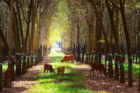 Thông thường, các chủ vườn, công nhân đều vui vẻ cho du khách vào tham quan, nghỉ chân, chụp ảnh... với điều kiện bạn đừng phá cây, nghịch chén lấy mủ, xả rác bừa bãi...