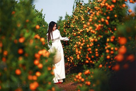 Vườn quất cũng được nhiều người ghé thăm vì màu vàng ươm, báo hiệu sự sung túc trong ngày đầu năm mới.