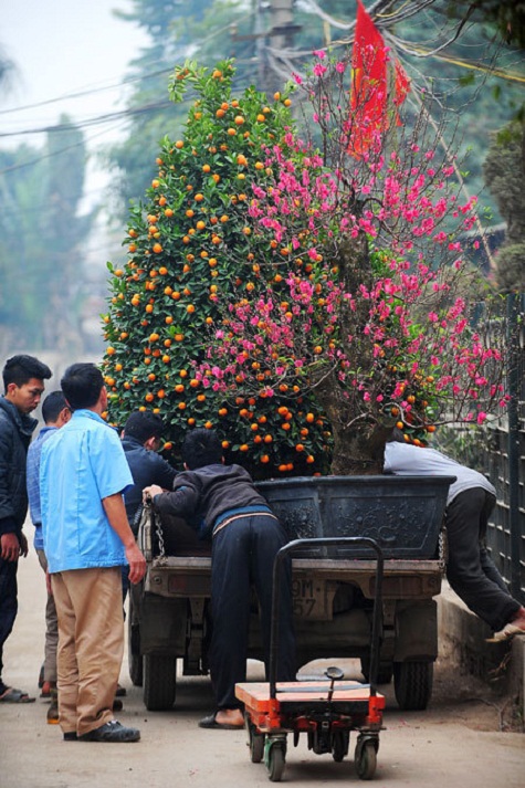 Những chậu đào, quất cảnh lên đường mang mùa xuân đi mọi ngả...