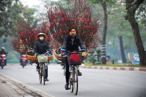 Những cây đào theo vòng xe vào phố, mang lại chút sắc hồng, chút bình yên trong những ngày cuối năm vội vàng, tấp nập...
